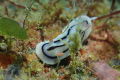 Chromodoris lochi