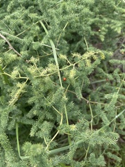 Asparagus devenishii