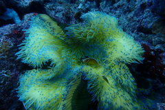 Heteractis magnifica