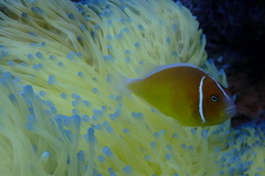 Amphiprion perideraion