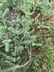 Asparagus devenishii