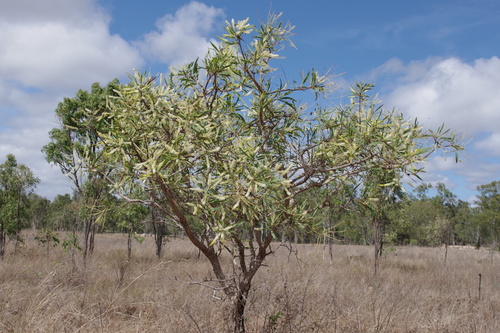 Image of Grevillea mimosoides by (c) coenobita, some rights reserved (CC BY)