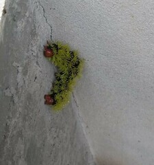 Leucanella viridescens