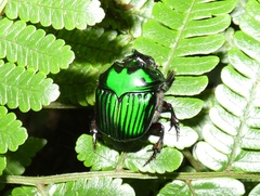 Oxysternon conspicillatum