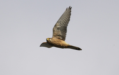 Falco tinnunculus tinnunculus