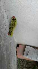 Leucanella viridescens