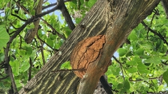 Forpus xanthopterygius