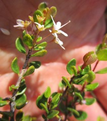 Agathosma ovata