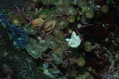 Palythoa heliodiscus