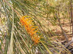 Grevillea pteridifolia