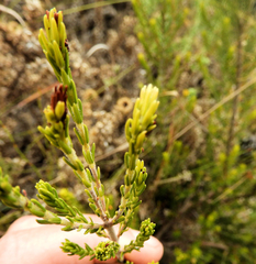 Passerina rigida