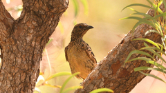 Chlamydera guttata