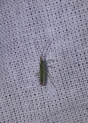 Trigonotylus