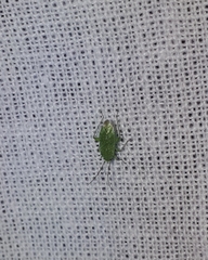 Orthotylus flavosparsus