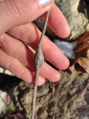 Chaerophyllum nodosum