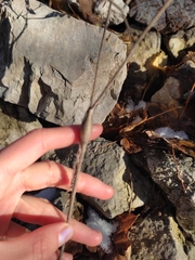 Chaerophyllum nodosum