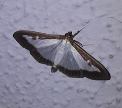Cydalima perspectalis