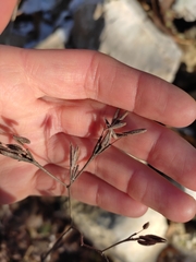 Chaerophyllum nodosum