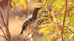 Chlamydera guttata