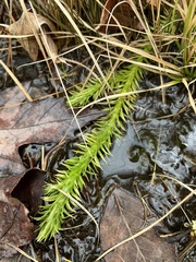 Lycopodiella appressa