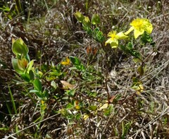 Hypericum myrtifolium