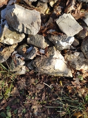 Chaerophyllum nodosum