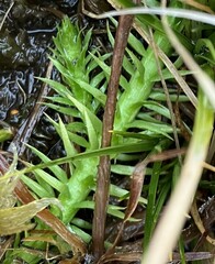 Lycopodiella appressa