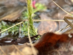 Lycopodiella appressa