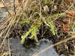 Lycopodiella appressa