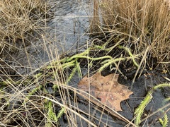 Lycopodiella appressa