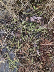 Lycopodiella appressa