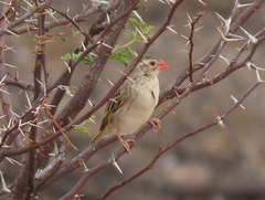 Quelea quelea lathamii
