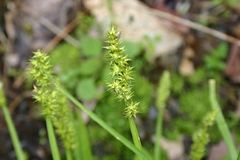 Carex stipata