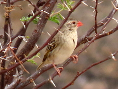 Quelea quelea lathamii