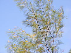 Grevillea pteridifolia