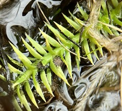 Lycopodiella appressa