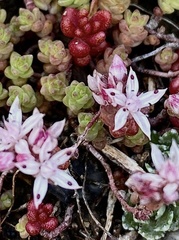 Sedum anglicum
