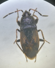 Megalonotus sabulicola