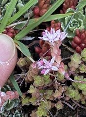 Sedum anglicum