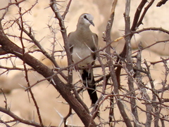 Oena capensis capensis
