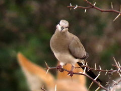 Oena capensis capensis