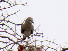 Oena capensis capensis