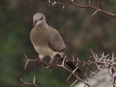 Oena capensis capensis
