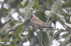 Carpodacus erythrinus