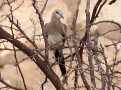 Oena capensis capensis