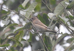 Carpodacus erythrinus
