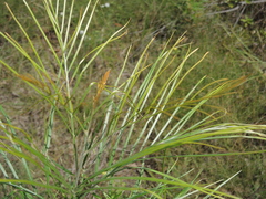 Grevillea pteridifolia