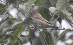 Carpodacus erythrinus
