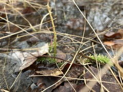 Lycopodiella appressa