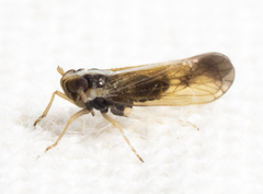 Tagosodes orizicolus
